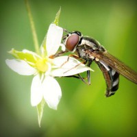 /album/trophbapota/photolia-a02-jpg/