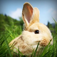 /album/trophbapota/photolia-a03-jpg/